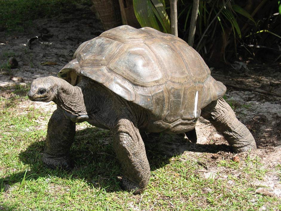 Shell Old Tortoise Giant