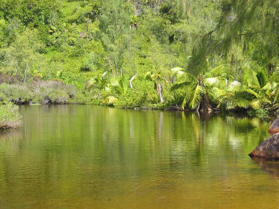 Palm-Trees Waters Lake Green