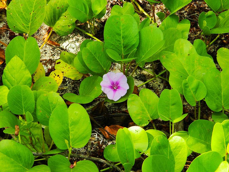 Nature Purple-Flower Green Leaves