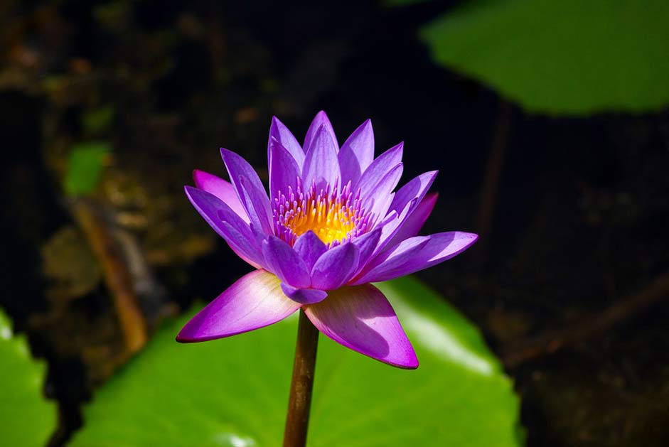 Pond Pink Flower Lily