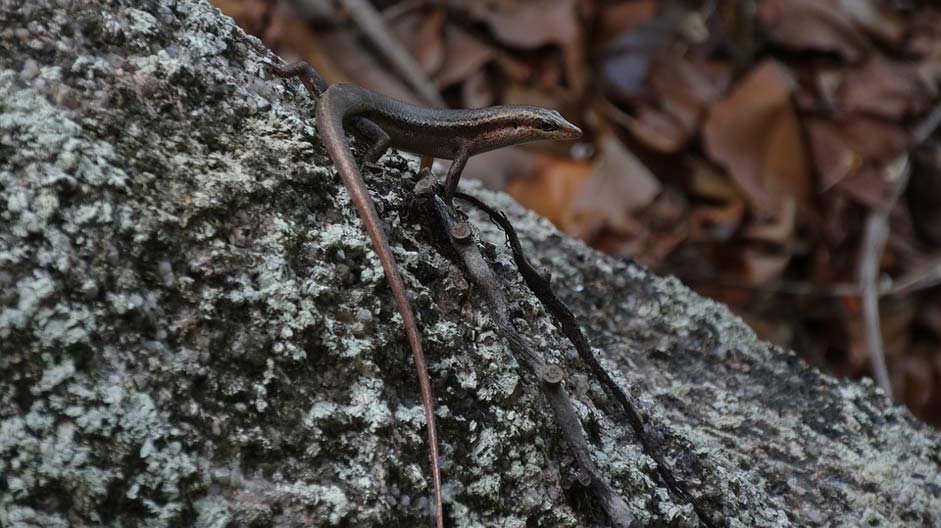 Close-Up Lizard Animal-World Nature