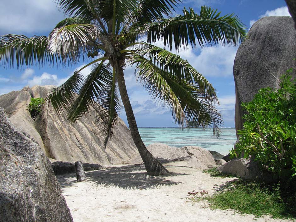 Sea La-Digue Seychelles Palm