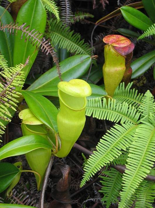 Flower Carnivore Carnivorous Pitcher-Plant