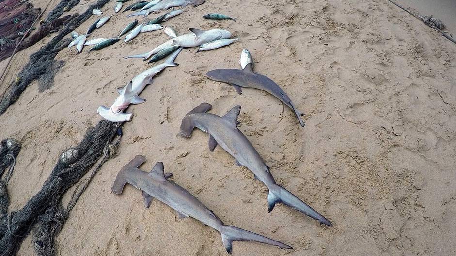 Baby-Sharks Fishing Beach Seychelles