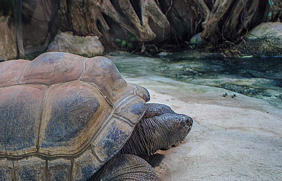   Giant-Tortoises Seychelles-Giant-Tortoises