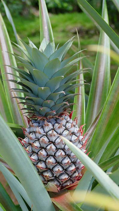Plantation Pineapple Mah Seychelles