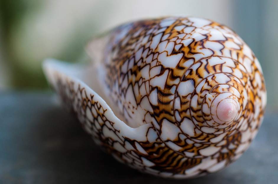 Nature Summer Seychelles Shell