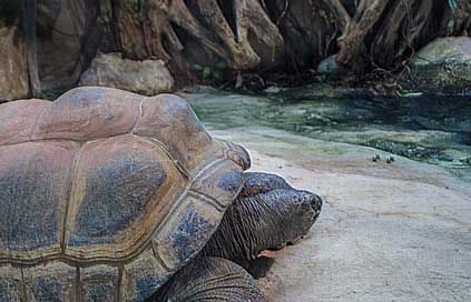 Seychelles-Giant-Tortoises   Giant-Tortoises Picture