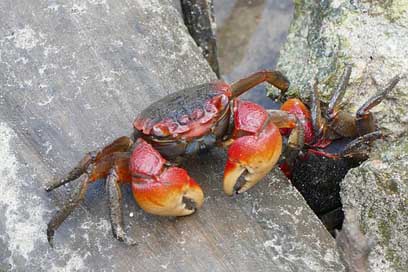 Cancer Shellfish Animal Crab Picture