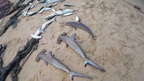 Seychelles Baby-Sharks Fishing Beach Picture