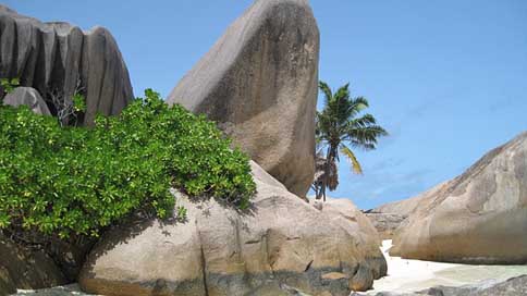 Seychelles Palm-Trees Granite-Rock Beach Picture