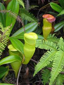 Pitcher-Plant Flower Carnivore Carnivorous Picture