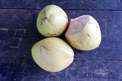 Coconut Tropical Coconut-Tree Seychelles Picture