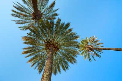 Palm-Trees Beach Exotic South-Sea Picture