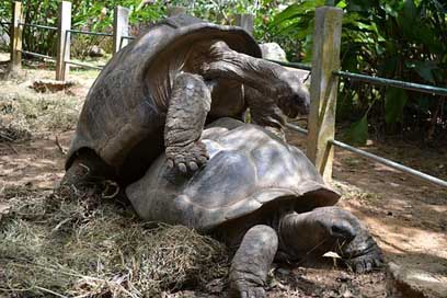 Aldabra Animal Giant Tortoise Picture