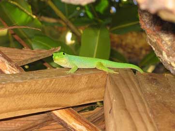 Gecko Green-Gecko Lizard Green Picture