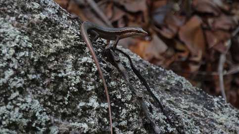 Nature Close-Up Lizard Animal-World Picture