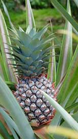 Seychelles Plantation Pineapple Mah Picture