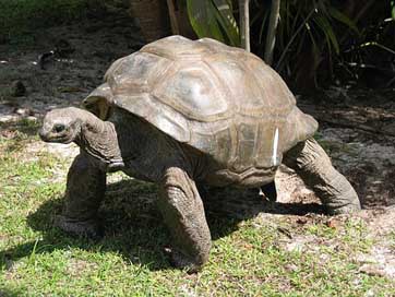 Giant Shell Old Tortoise Picture