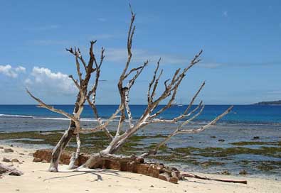 Beach Seychelles Sea Wood Picture