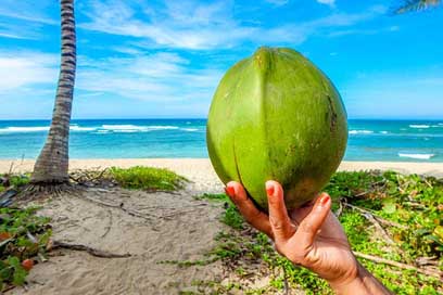 Coconut Sea Summer Beach Picture