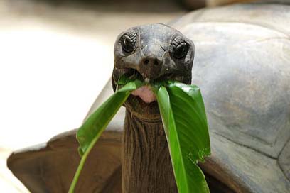 Turtle Reptile Seychelles Giant-Tortoise Picture