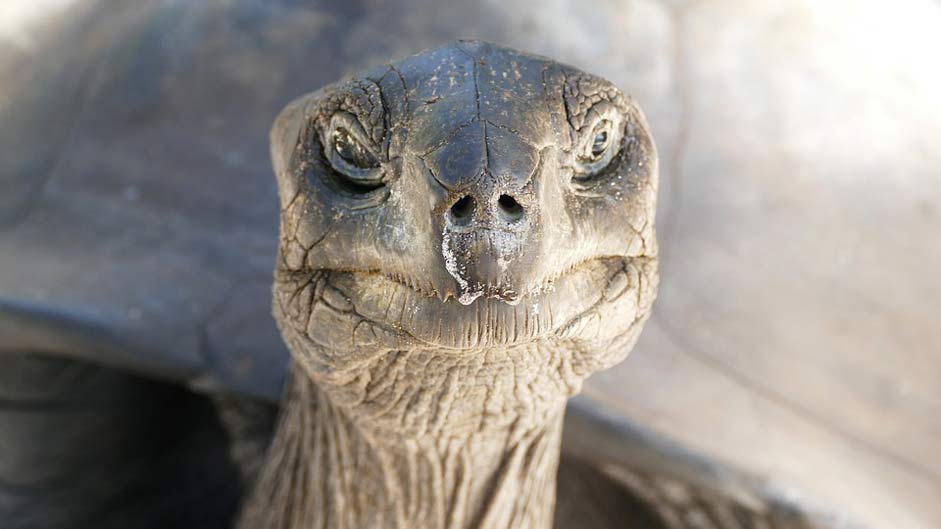 Sea Beach Seychelles Turtle