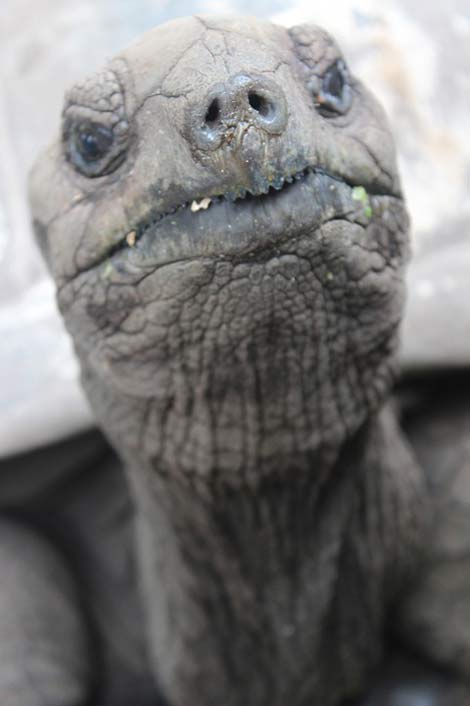 Tortoise Slowly Seychelles Turtle