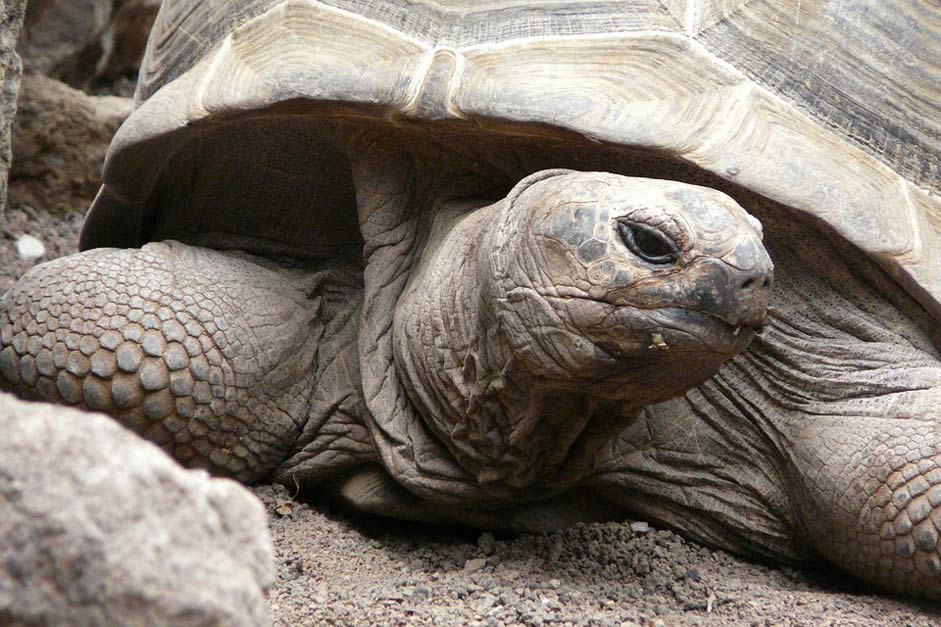 Panzer Close-Up Tortoise Turtle