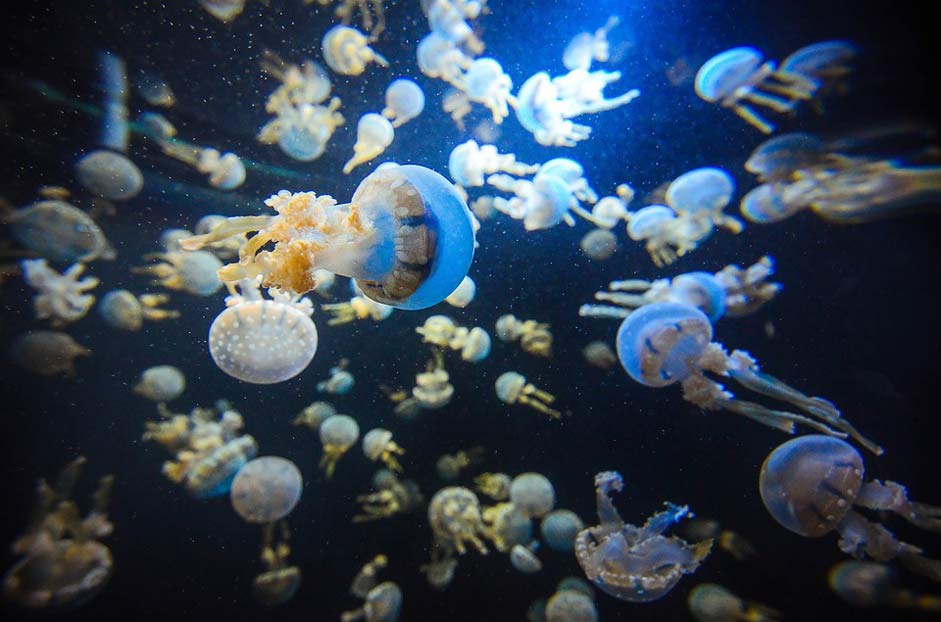 Underwater Jellyfish Aquarium Singapore