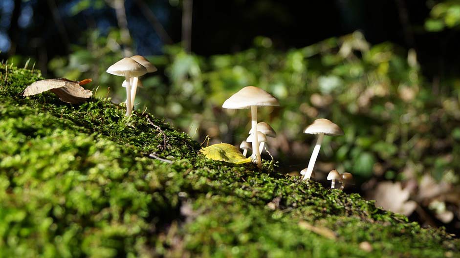 Slovakia Tourism Forest Mushrooms