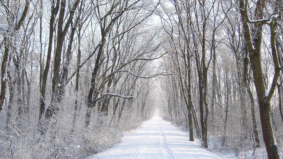 Slovakia Frost Snow Path