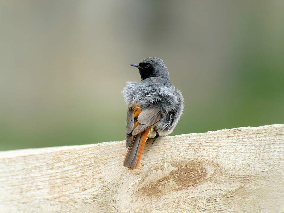 Phoenicurus Slovakia Birds Redstart