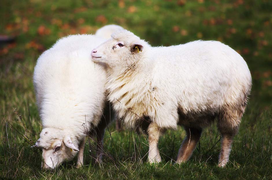 Pasture Animals Home Sheep
