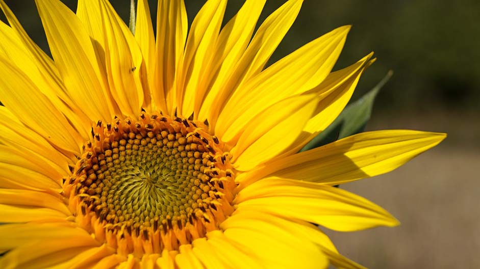 Field Yellow Summer Sunflower