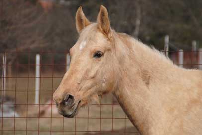 Horse Portrait Animal Plav Picture