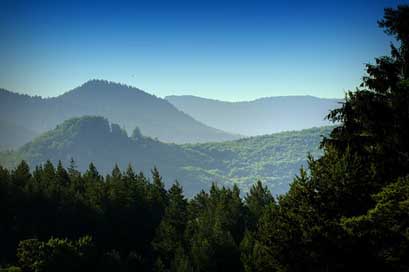 Forests Trees Nature Mountains Picture