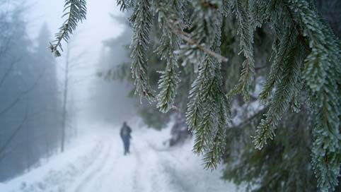 Winter Slovakia Snow Forest Picture