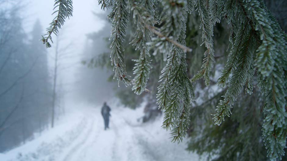 Slovakia Snow Forest Winter