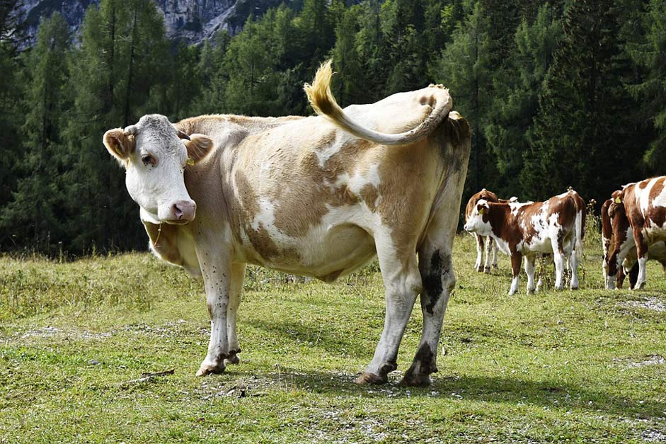 Mountains-Cow Mammal Wild Cow