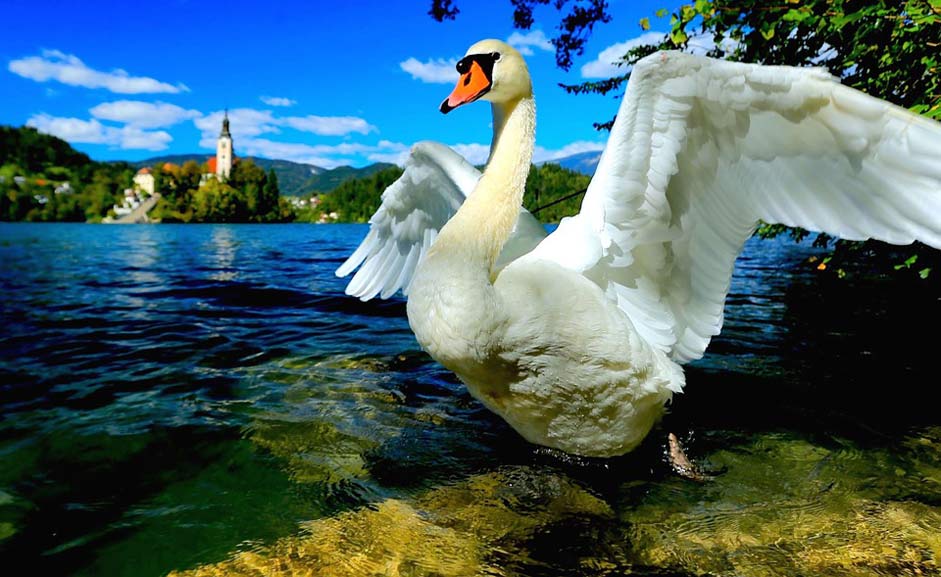Slovenia Lake-Bled Swan-Lake Swan