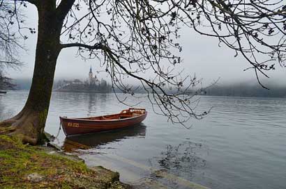 Bled Water Tree Slovenia Picture