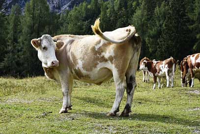 Cow Mountains-Cow Mammal Wild Picture