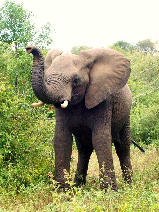 Elephant-Calf Elephant South-Africa Africa