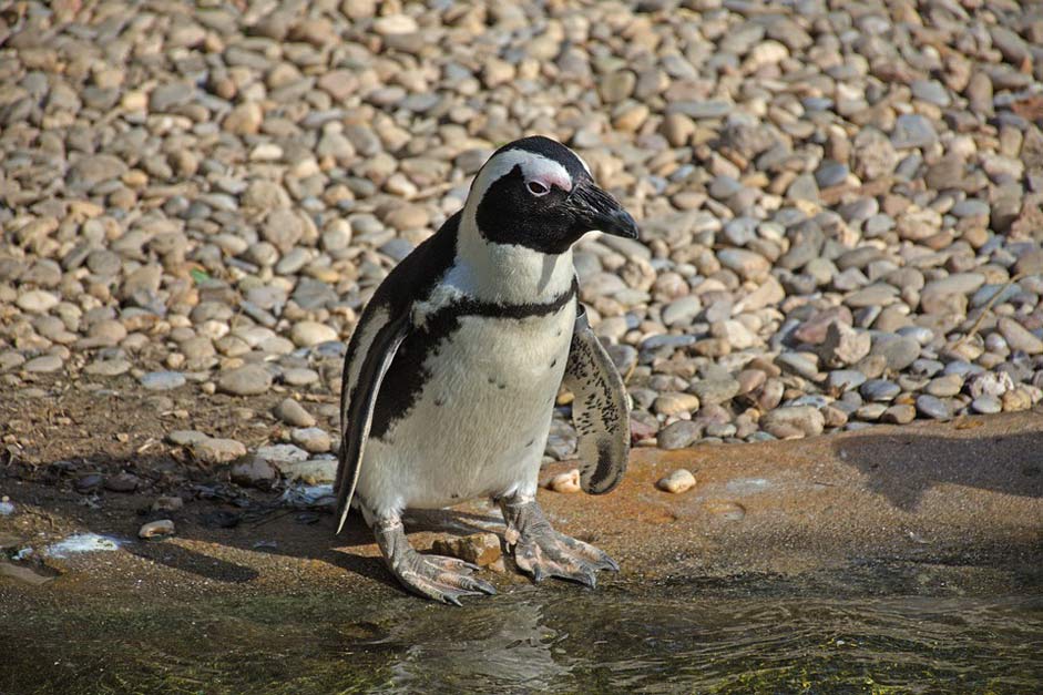 Zoo South-Africa Penguin Animals