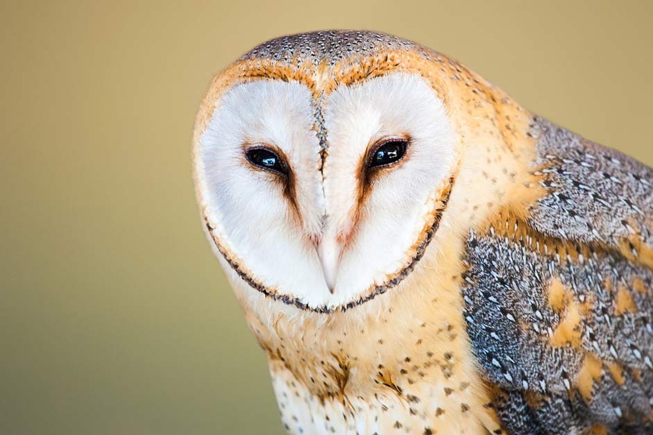 Face Portrait Owl Barn-Owl