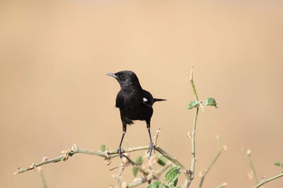 Africa Animal Black Bird