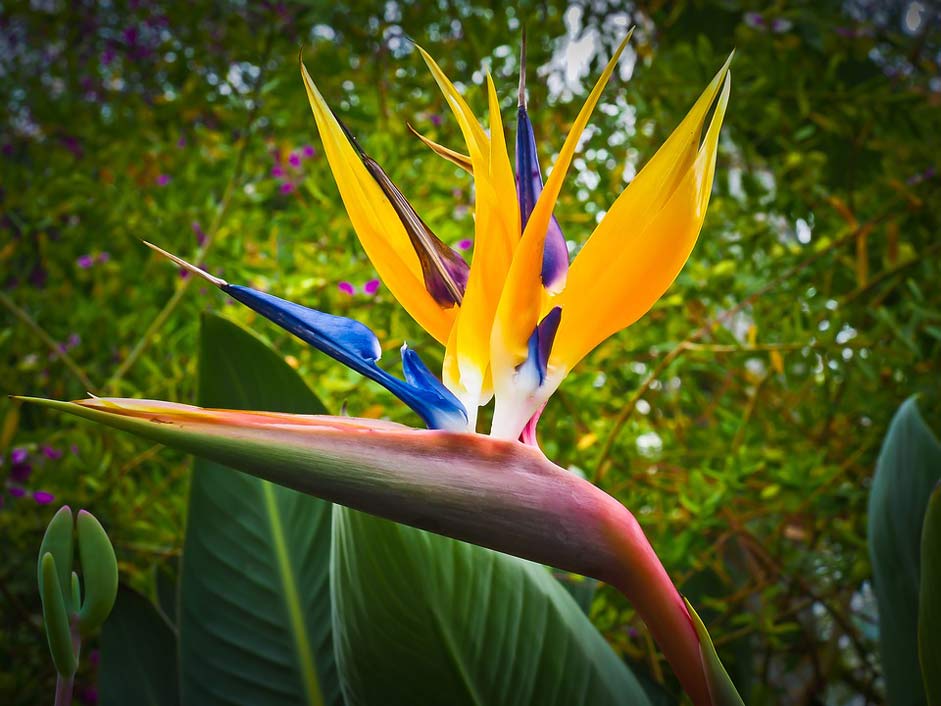 Blossom Flower Caudata Bird-Of-Paradise-Flower