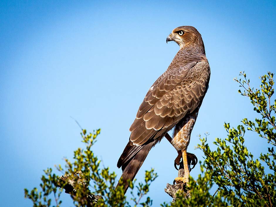Bird Raptor Falcon Bird-Of-Prey