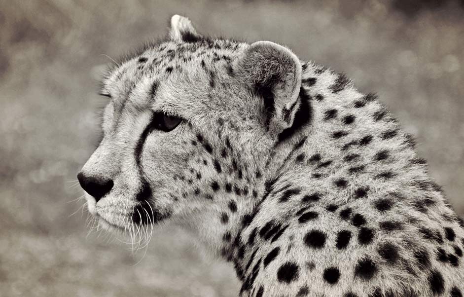 Animal Predator Big-Cat Cheetah